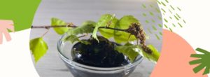 Kosmetyki z brzozy w codziennej pielęgnacji skóry i włosów