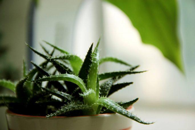jak użyć aloes w pielegnacji