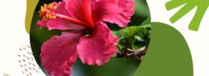 Hibiskus na skórę i włosy – właściwości i zastosowanie w pielęgnacji