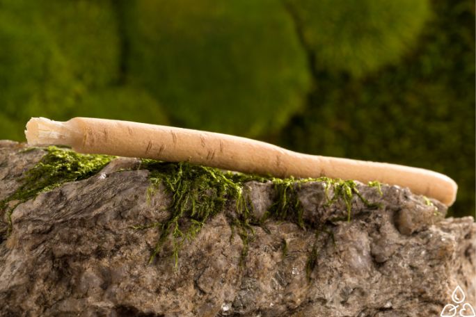 jak wygląda miswak