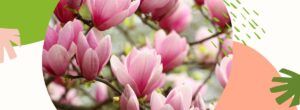 Magnolia w kosmetykach